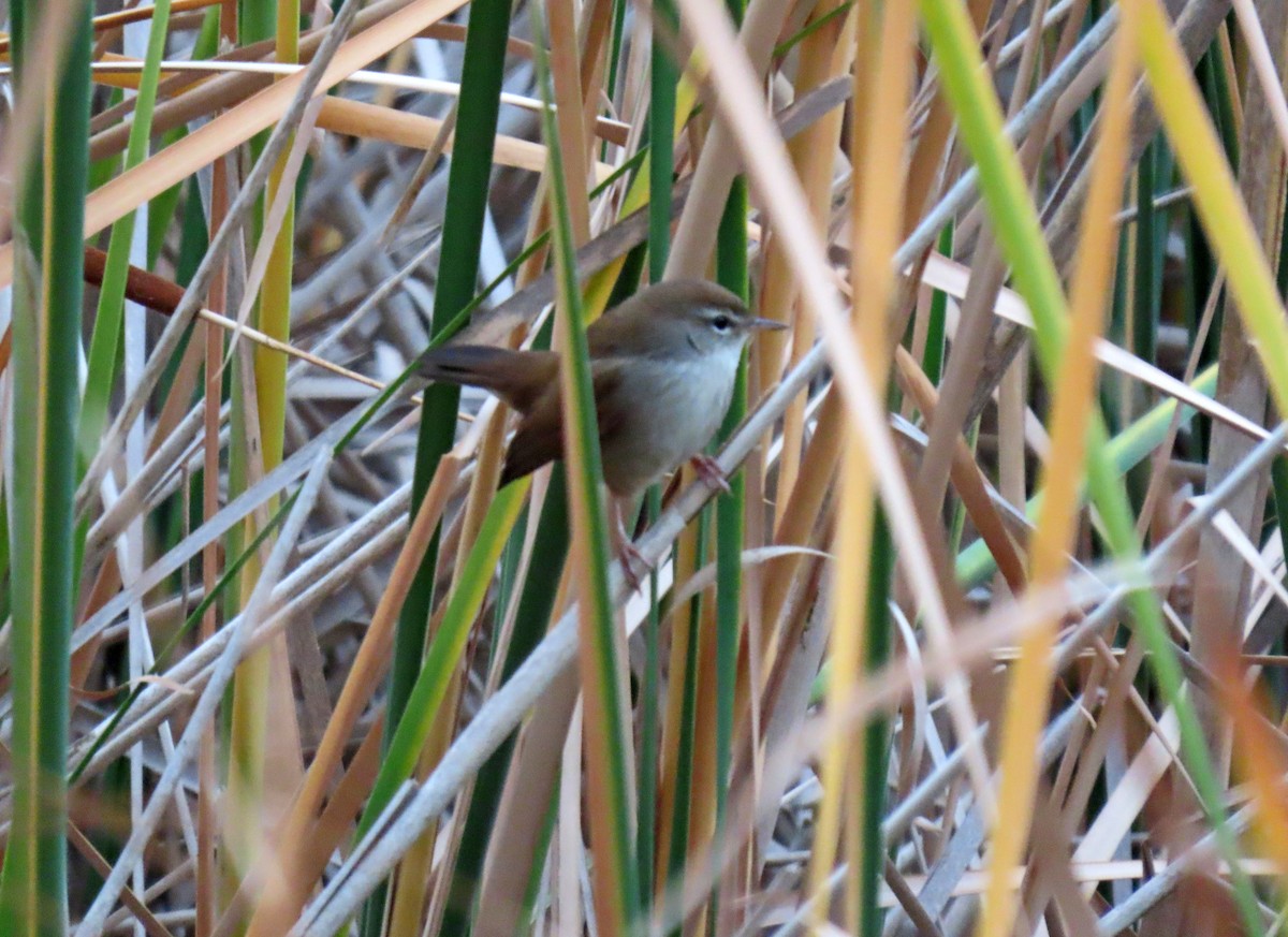 Cetti's Warbler - ML624044718