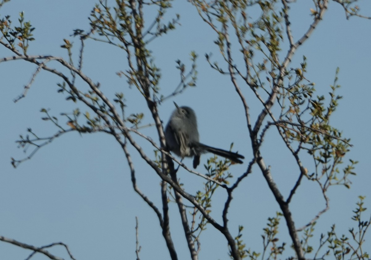 Black-tailed Gnatcatcher - ML624044720