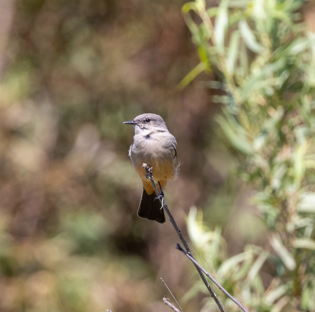 Say's Phoebe - ML624044727