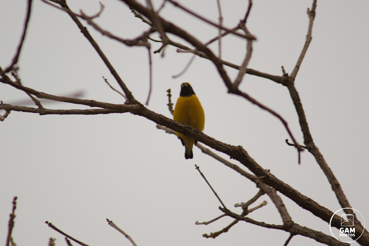 Purple-throated Euphonia - ML624044742