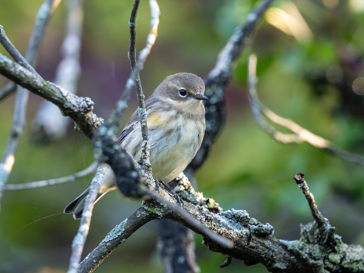 Yellow-rumped Warbler - ML624044751