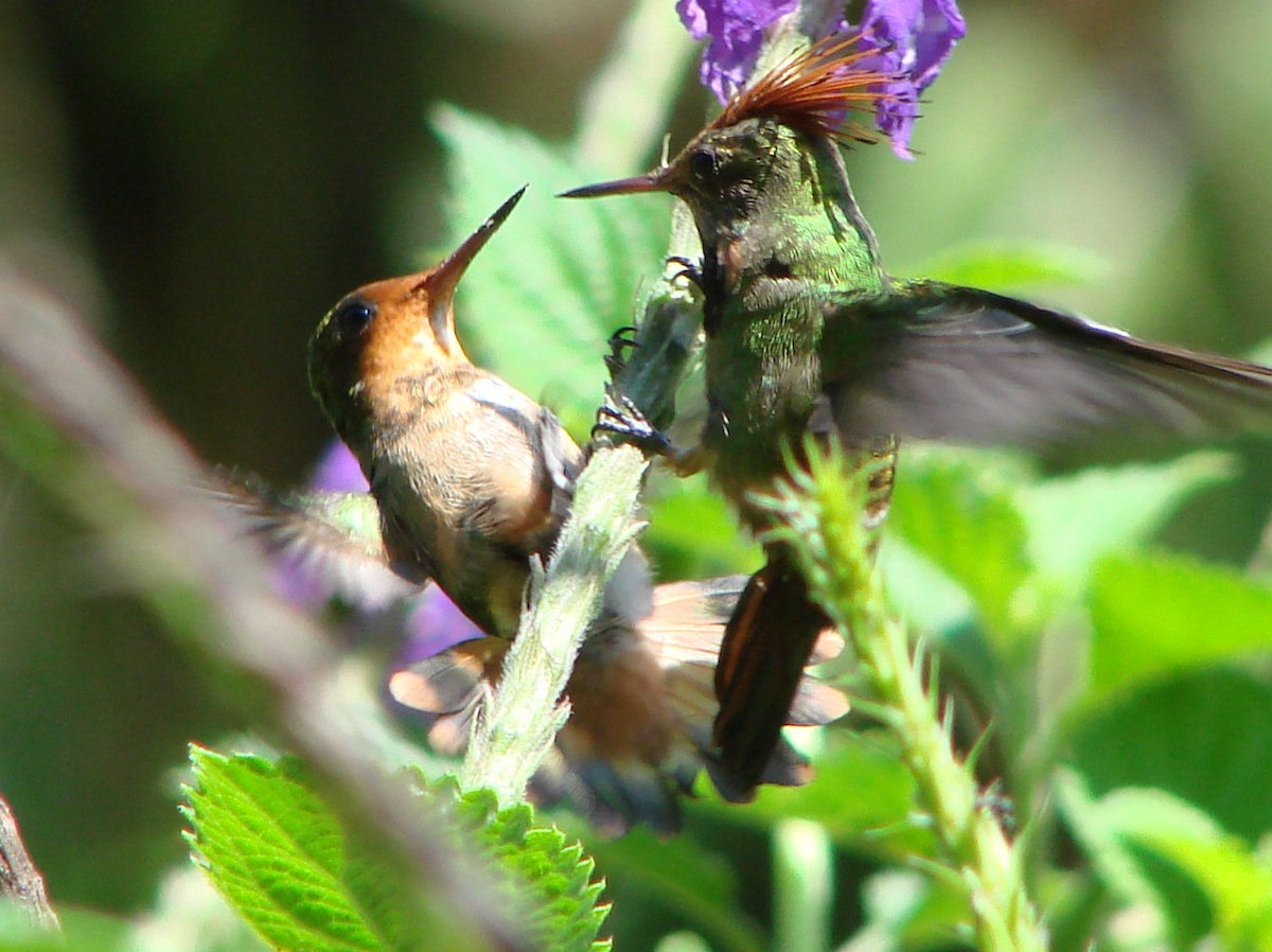 Rufous-crested Coquette - ML624044755