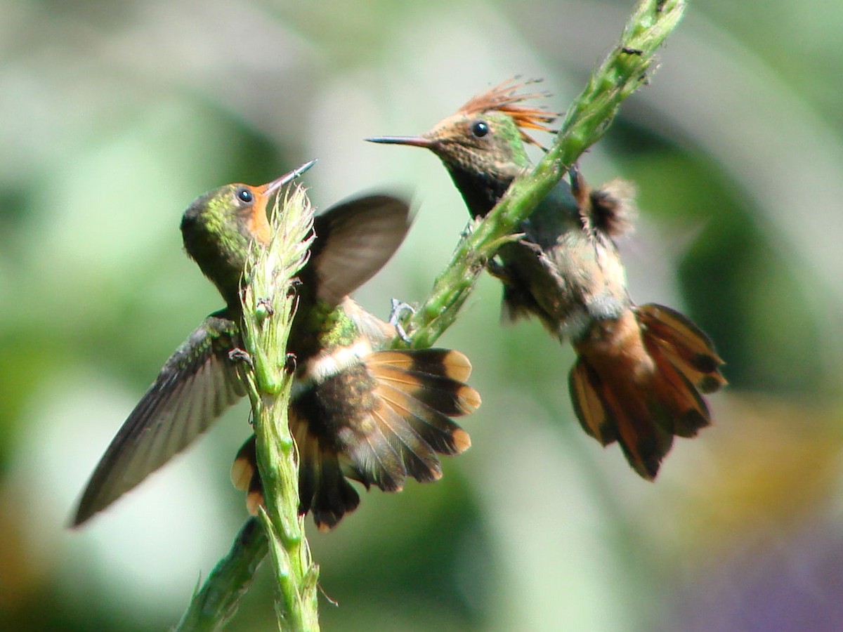 Rufous-crested Coquette - ML624044757