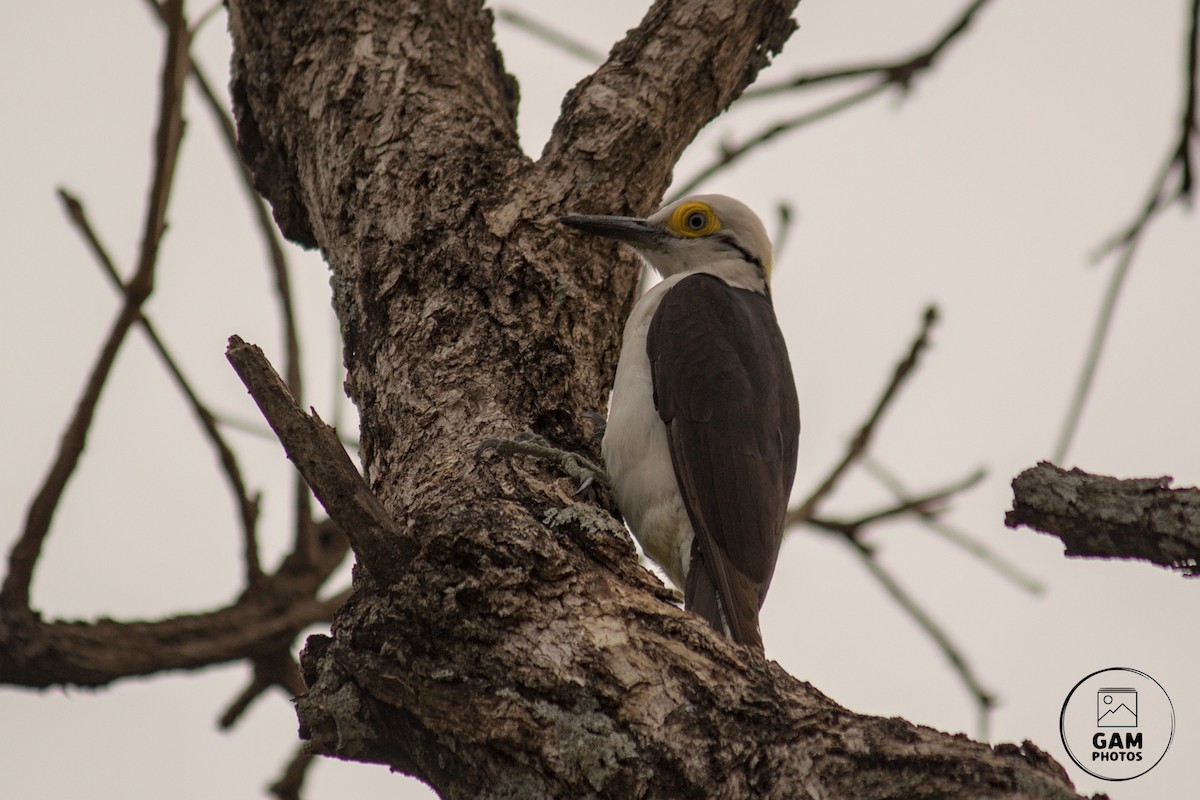 White Woodpecker - ML624044761