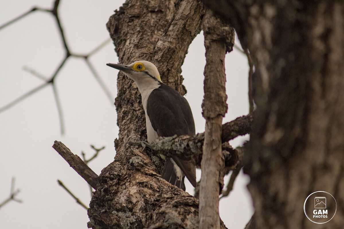 White Woodpecker - ML624044764