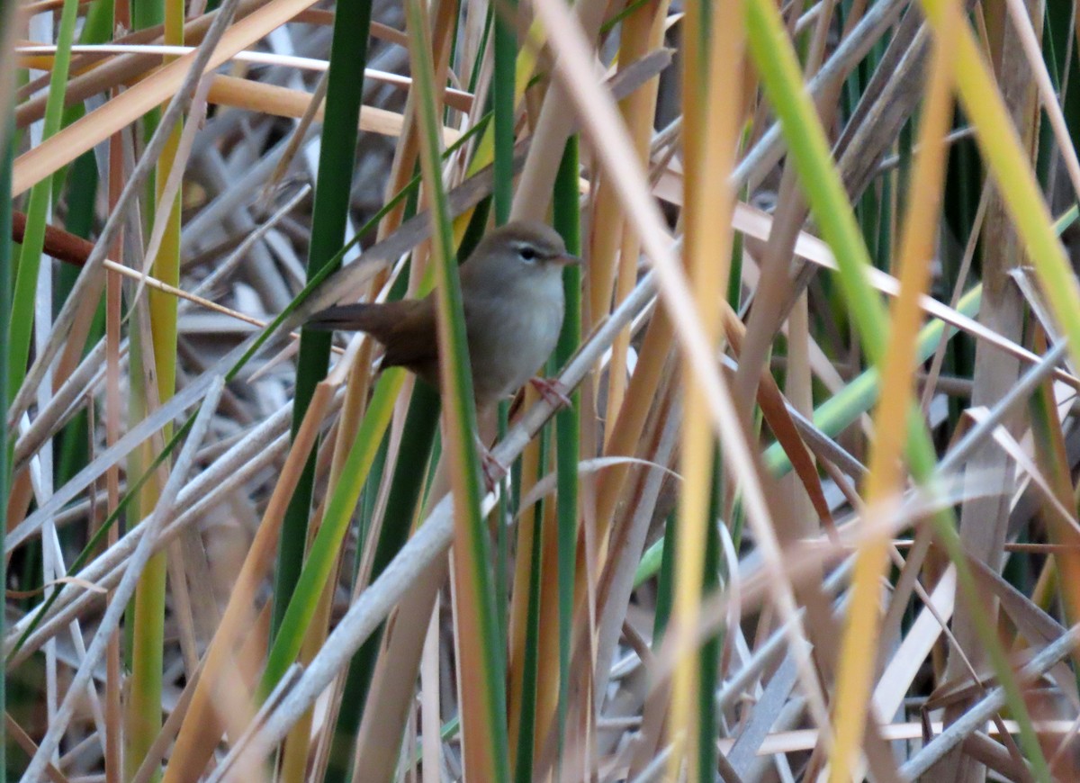 Cetti's Warbler - ML624044769