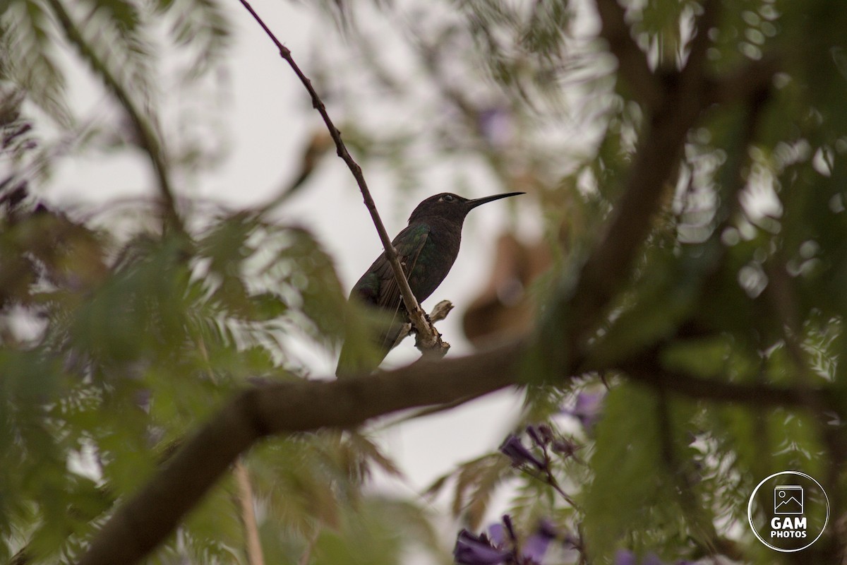 Colibrí Golondrina - ML624044779