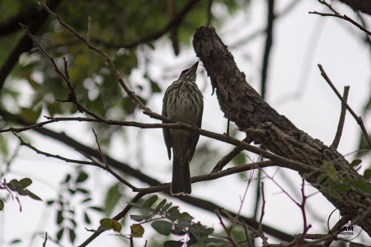 Streaked Flycatcher - ML624044784