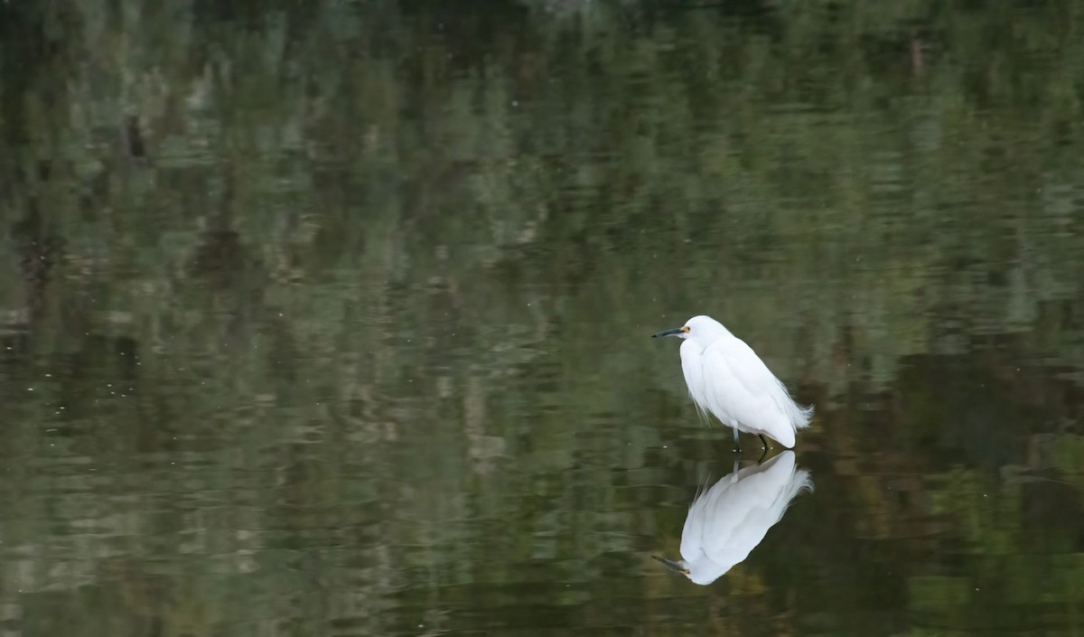 Snowy Egret - ML624044803