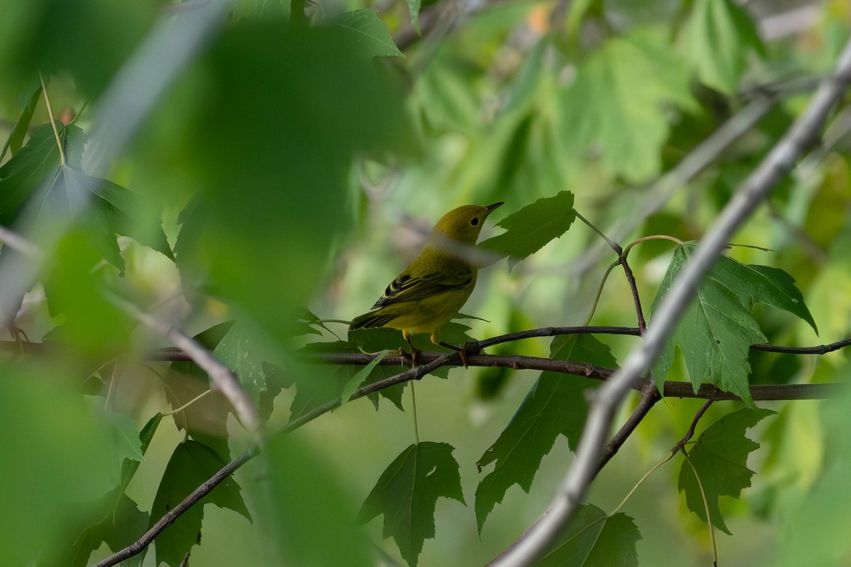 Yellow Warbler - ML624044805