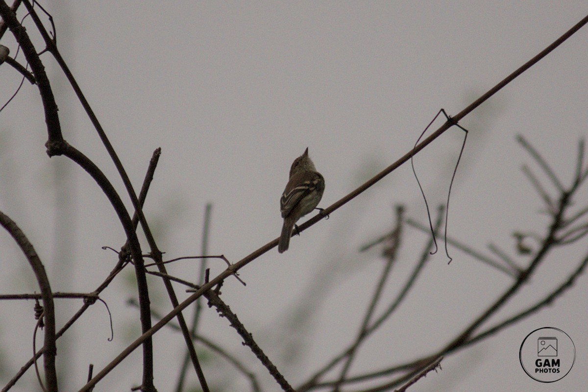 Bran-colored Flycatcher - ML624044821