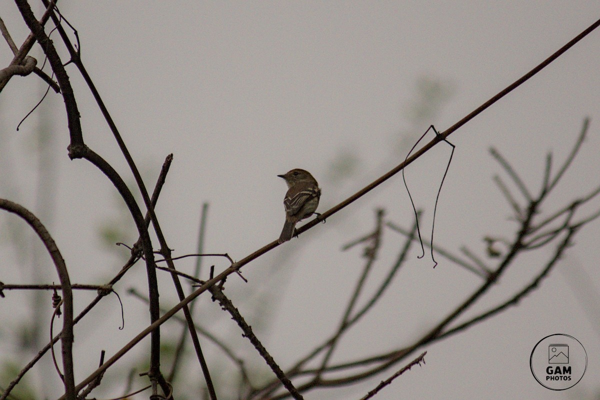 Bran-colored Flycatcher - ML624044822