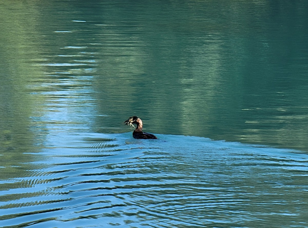 Pied-billed Grebe - ML624044835