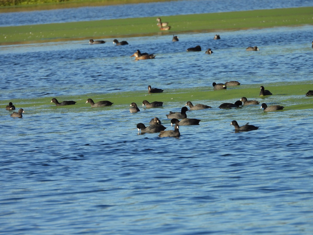 American Coot - ML624044844