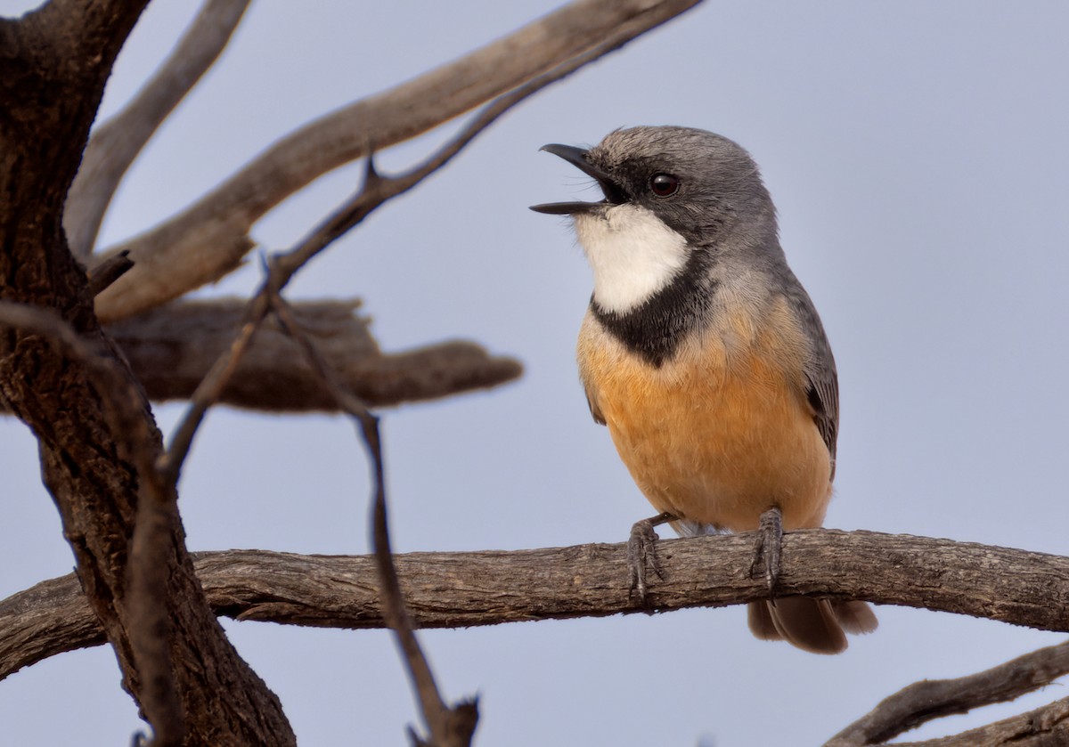 Rufous Whistler - Lars Petersson | My World of Bird Photography