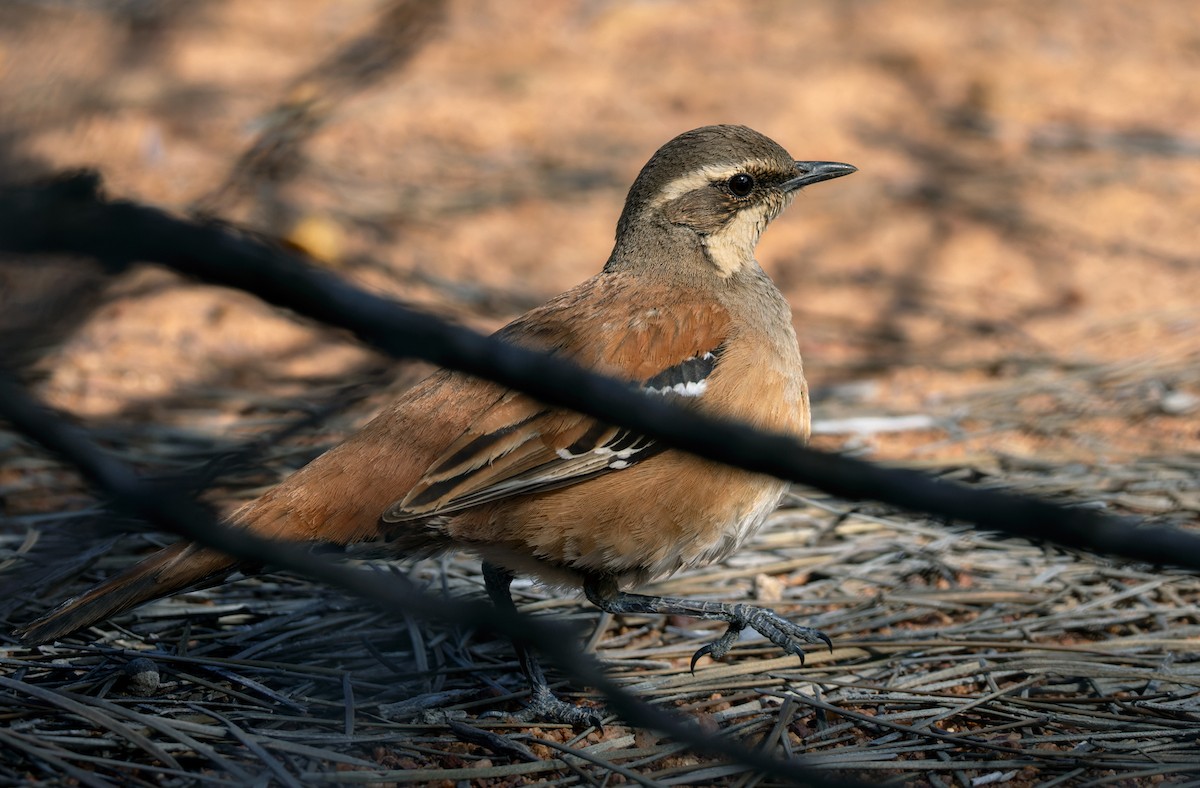 Western Quail-thrush - ML624044877