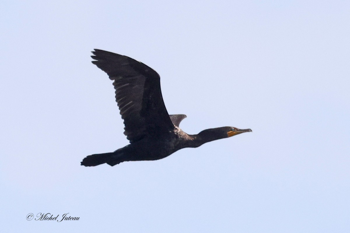 Cormoran à aigrettes - ML624044889