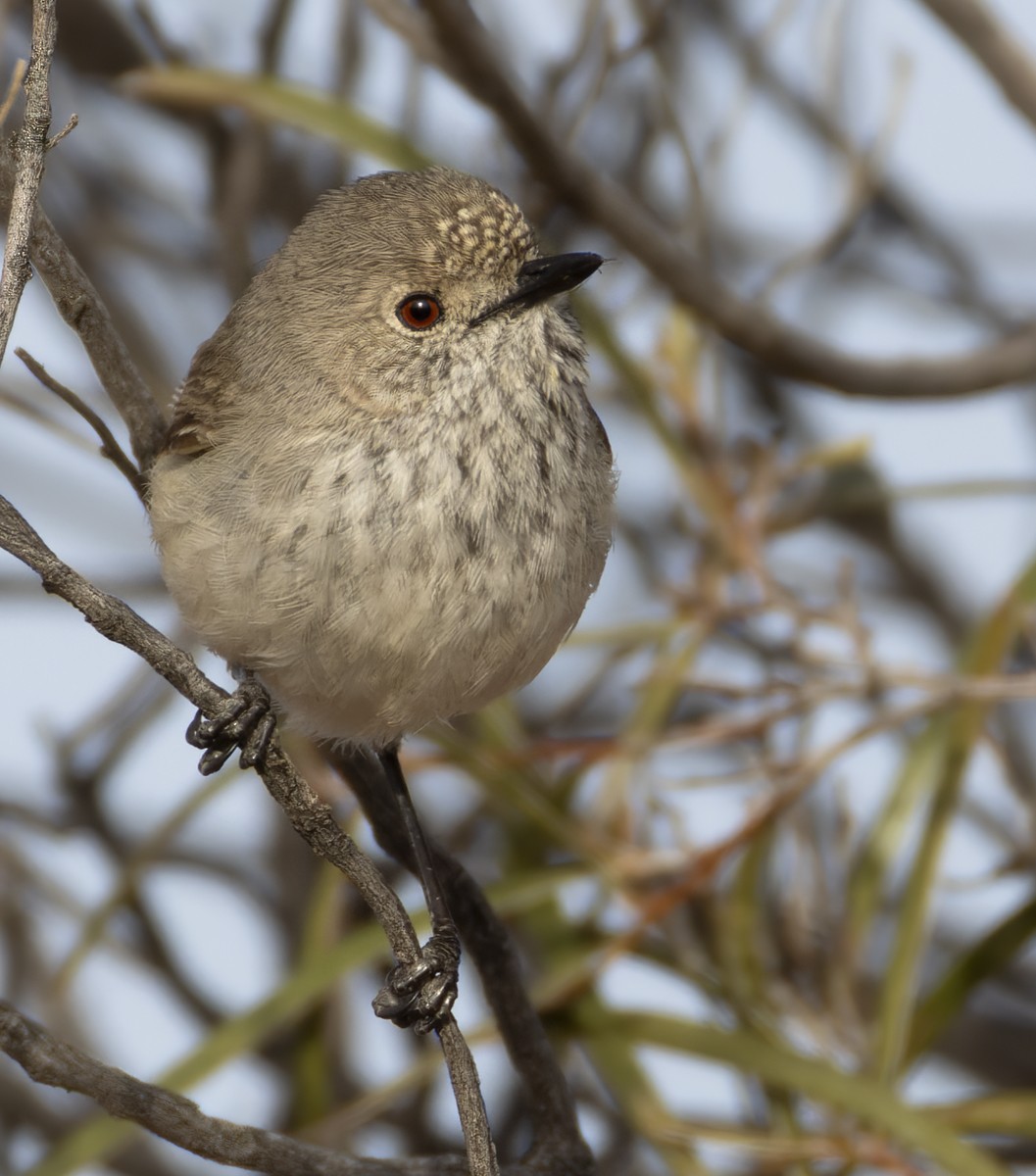 Inland Thornbill - ML624044891