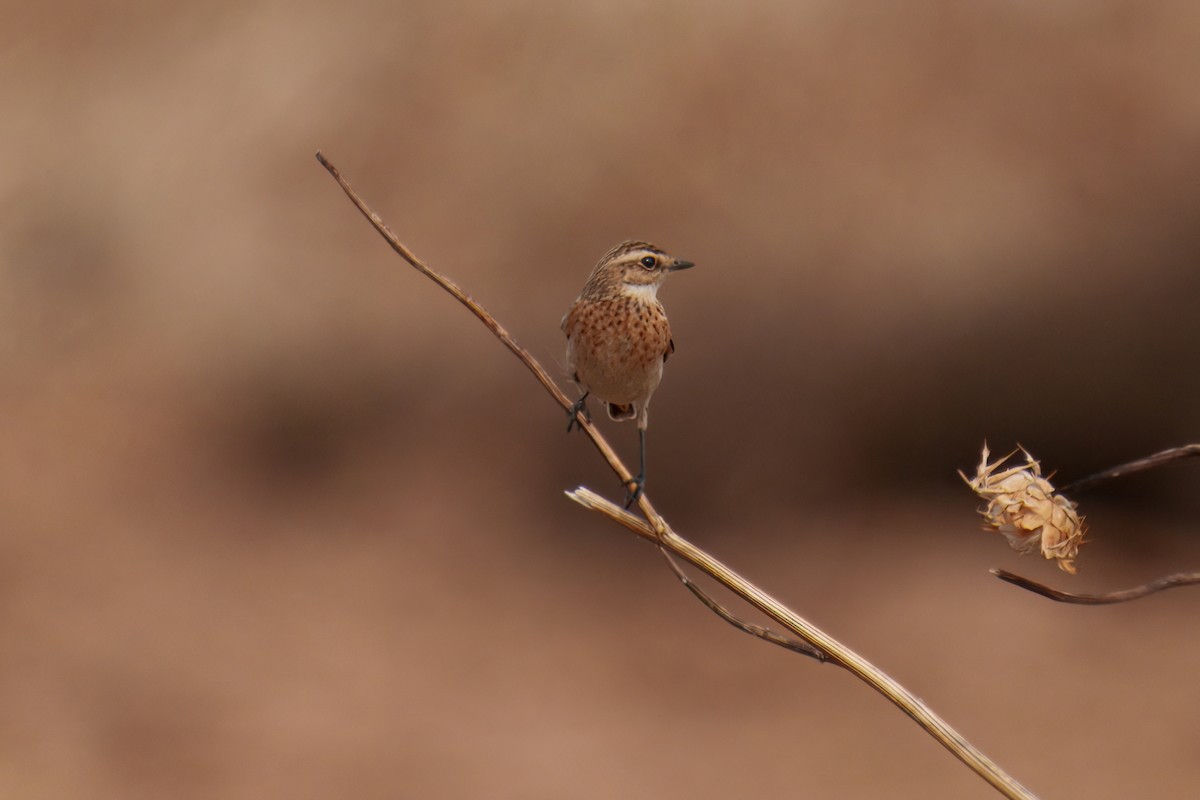 Whinchat - ML624044937