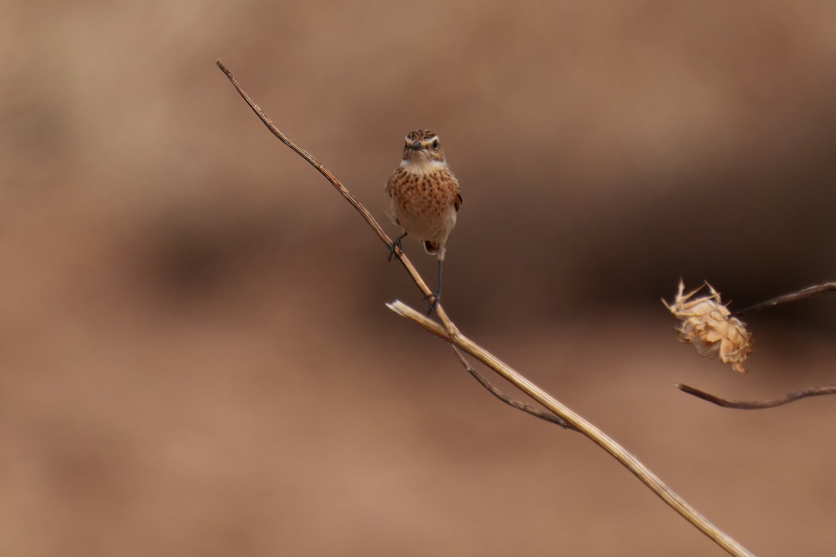 Whinchat - ML624044938