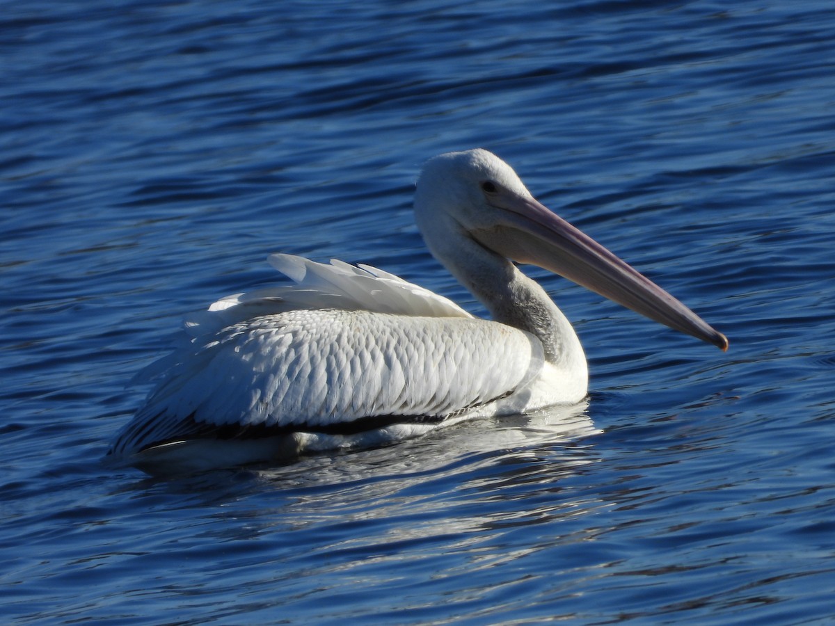 American White Pelican - ML624044948