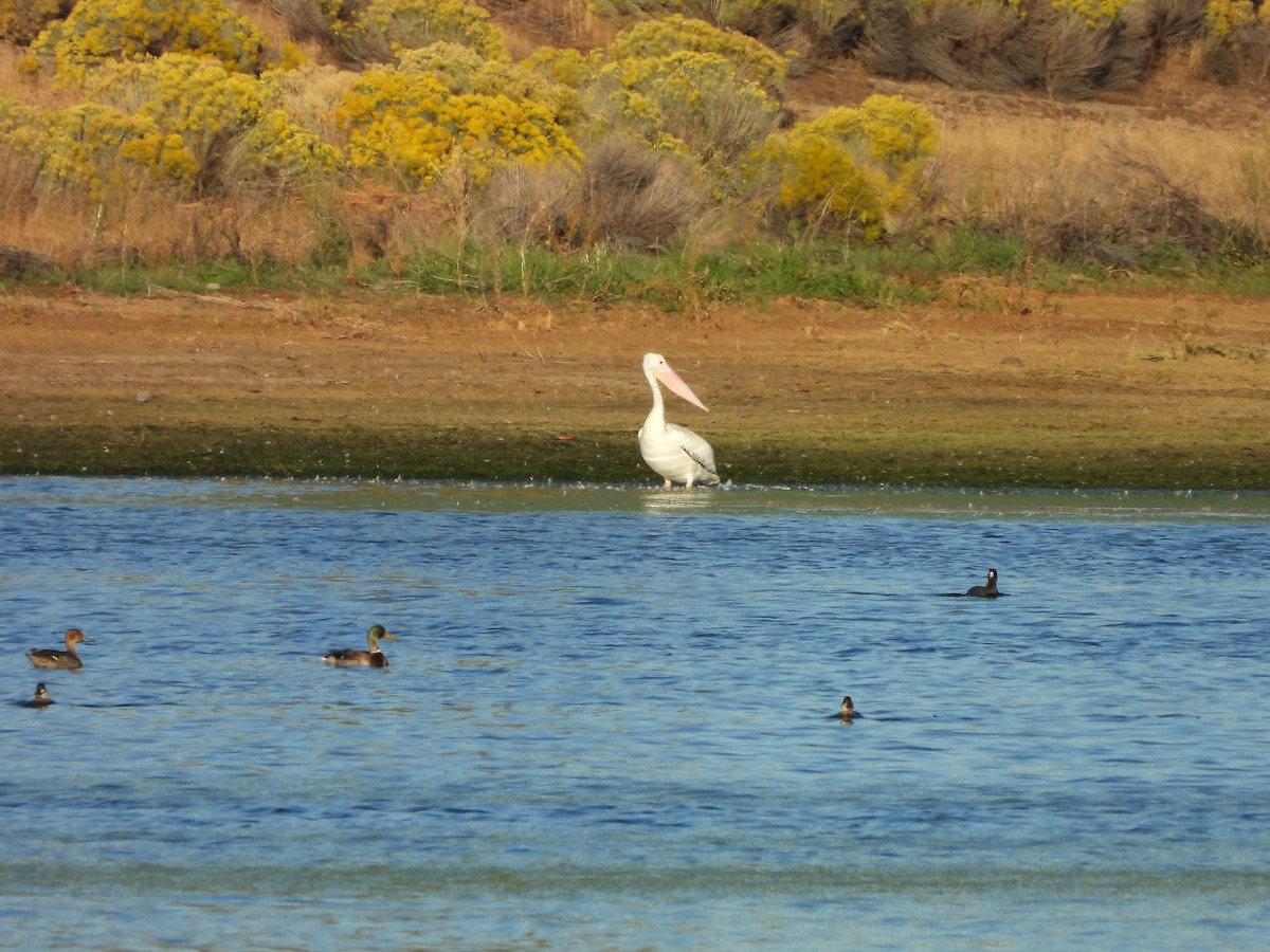 American White Pelican - ML624044949