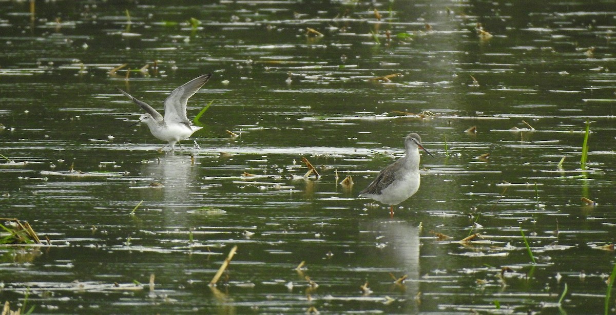 Marsh Sandpiper - ML624044956