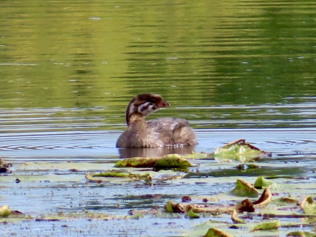 Pied-billed Grebe - ML624044997