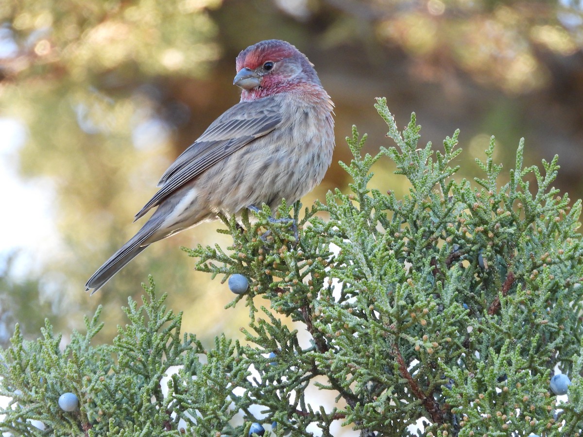 House Finch - ML624045005