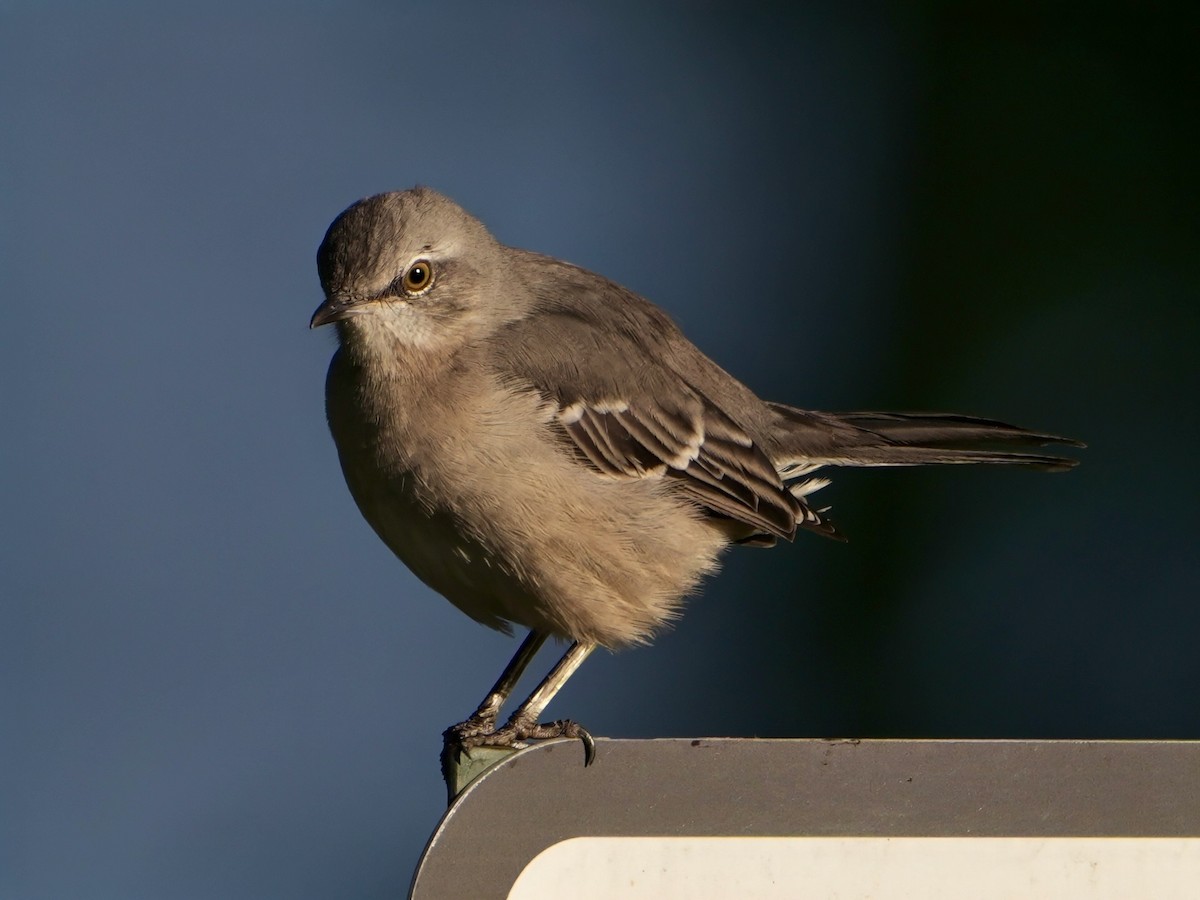 Northern Mockingbird - ML624045015