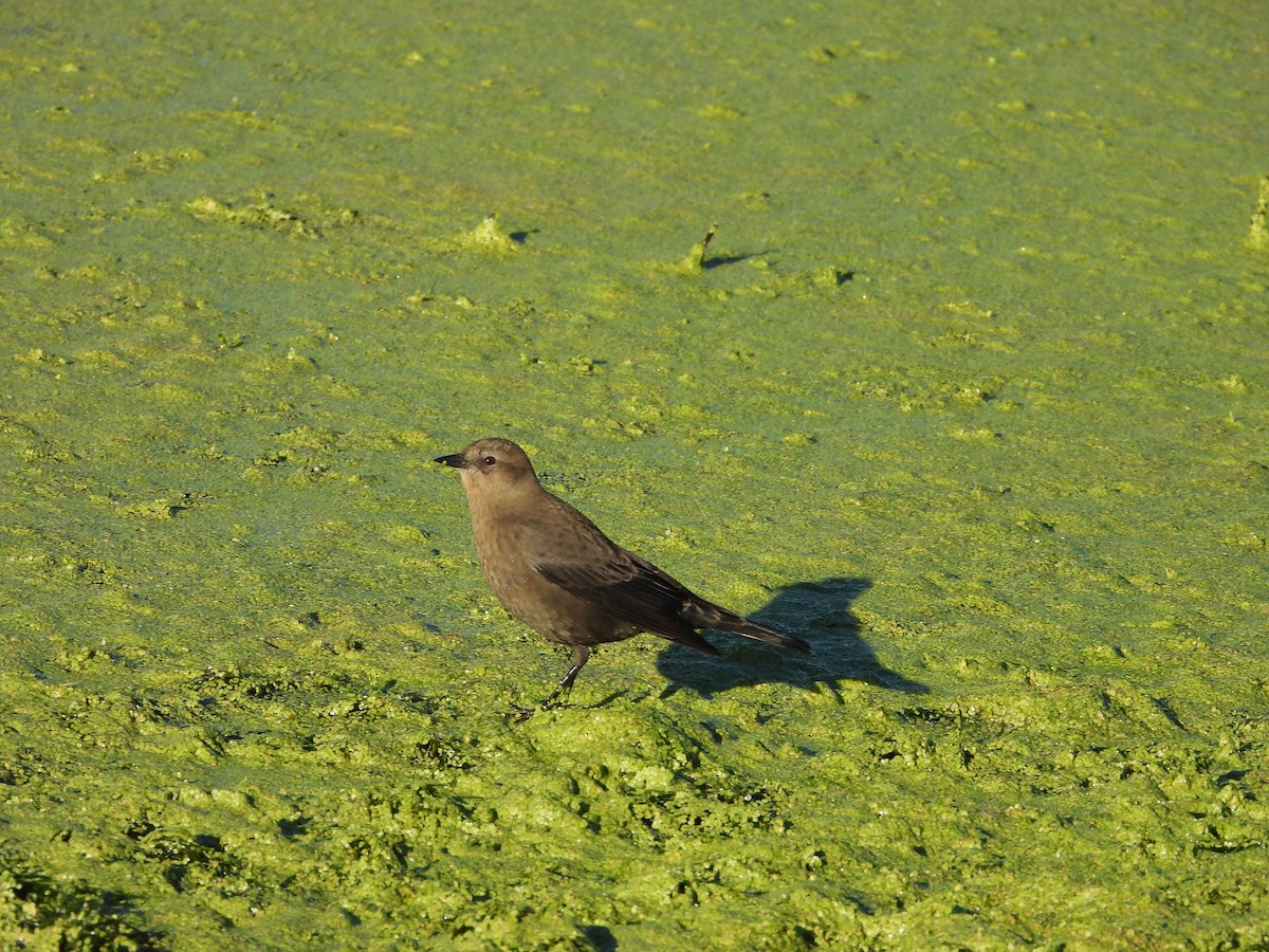 Brewer's Blackbird - ML624045020