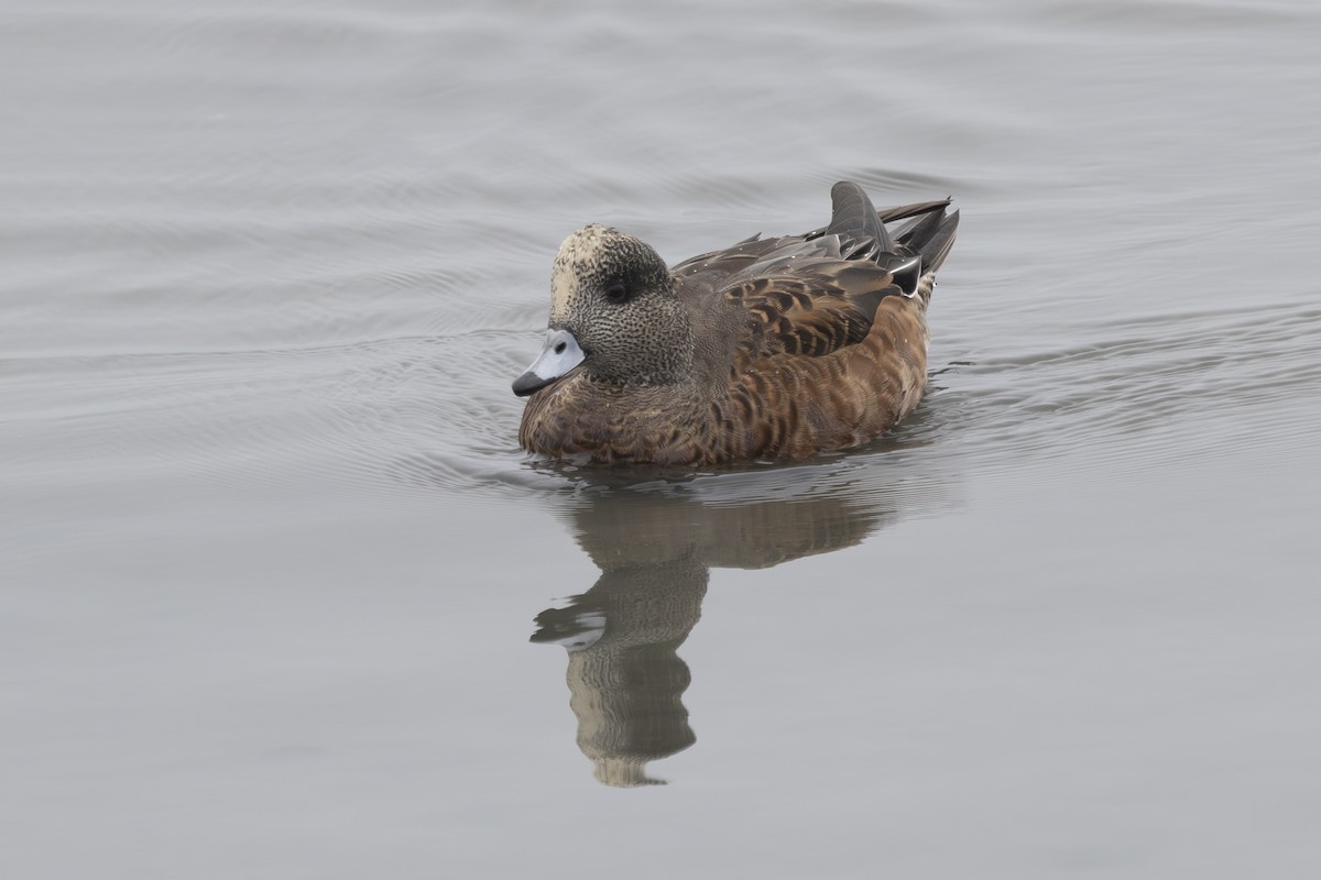 American Wigeon - Loni Ye