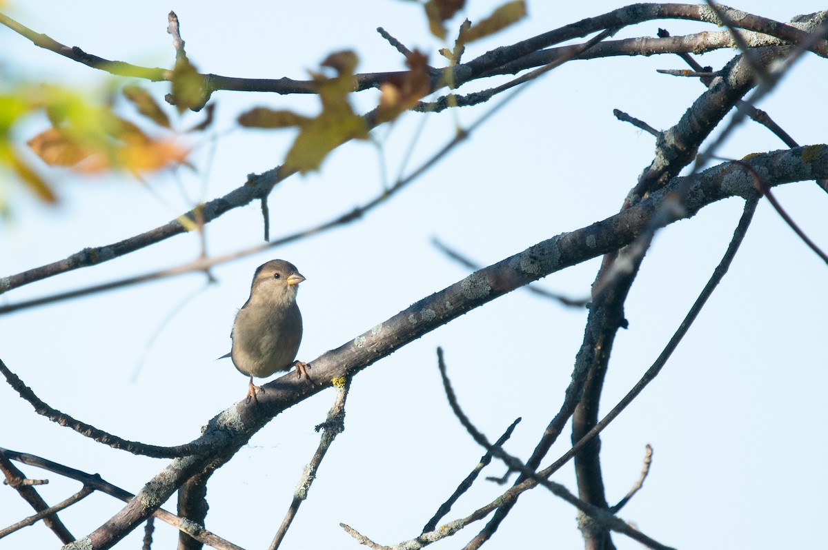 House Sparrow - ML624045067