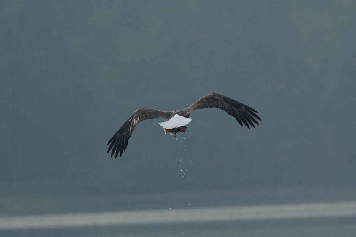 Weißkopf-Seeadler - ML624045069