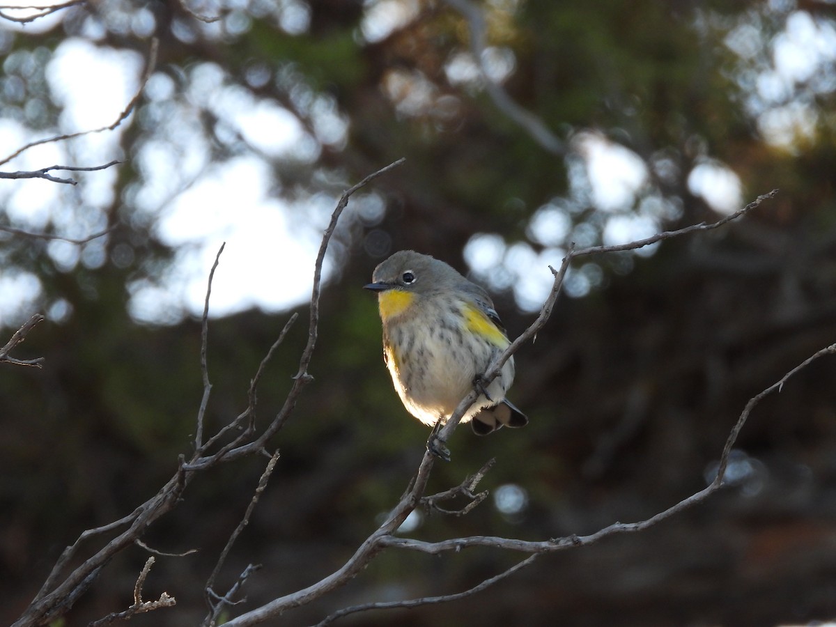 Yellow-rumped Warbler (Audubon's) - ML624045071