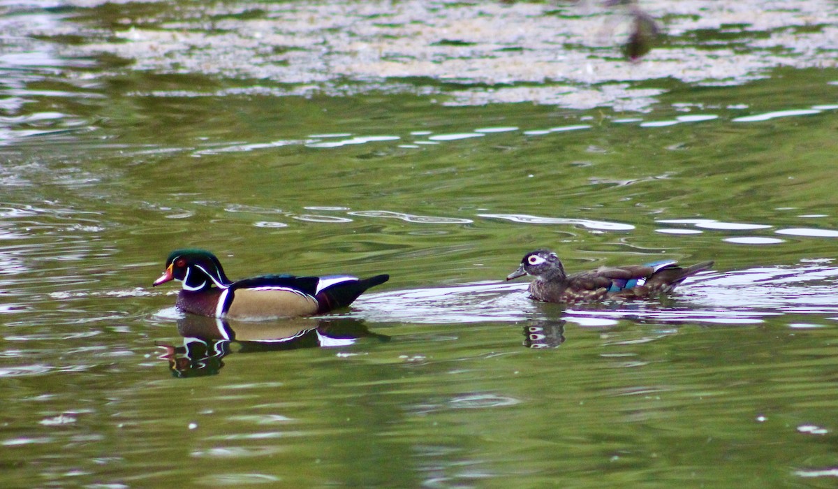 Wood Duck - Christopher Plappert