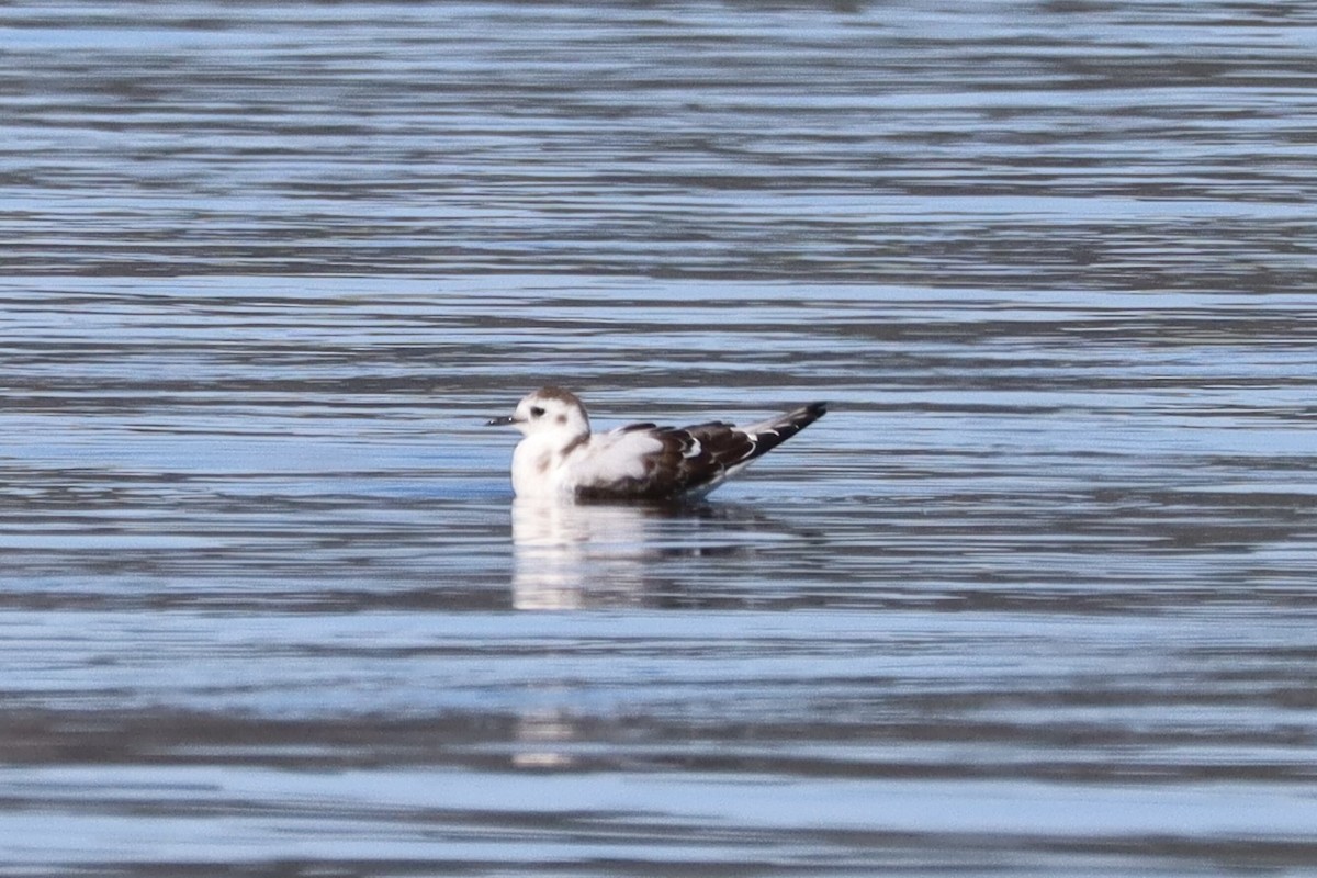 Little Gull - Liam Messier