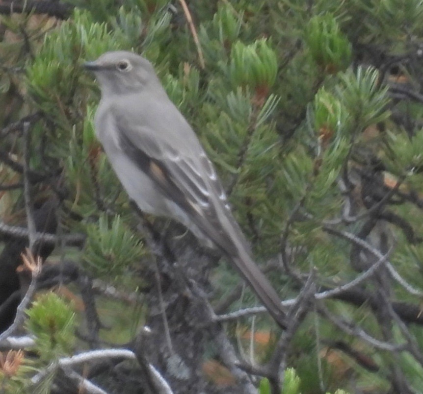 Townsend's Solitaire - ML624045104