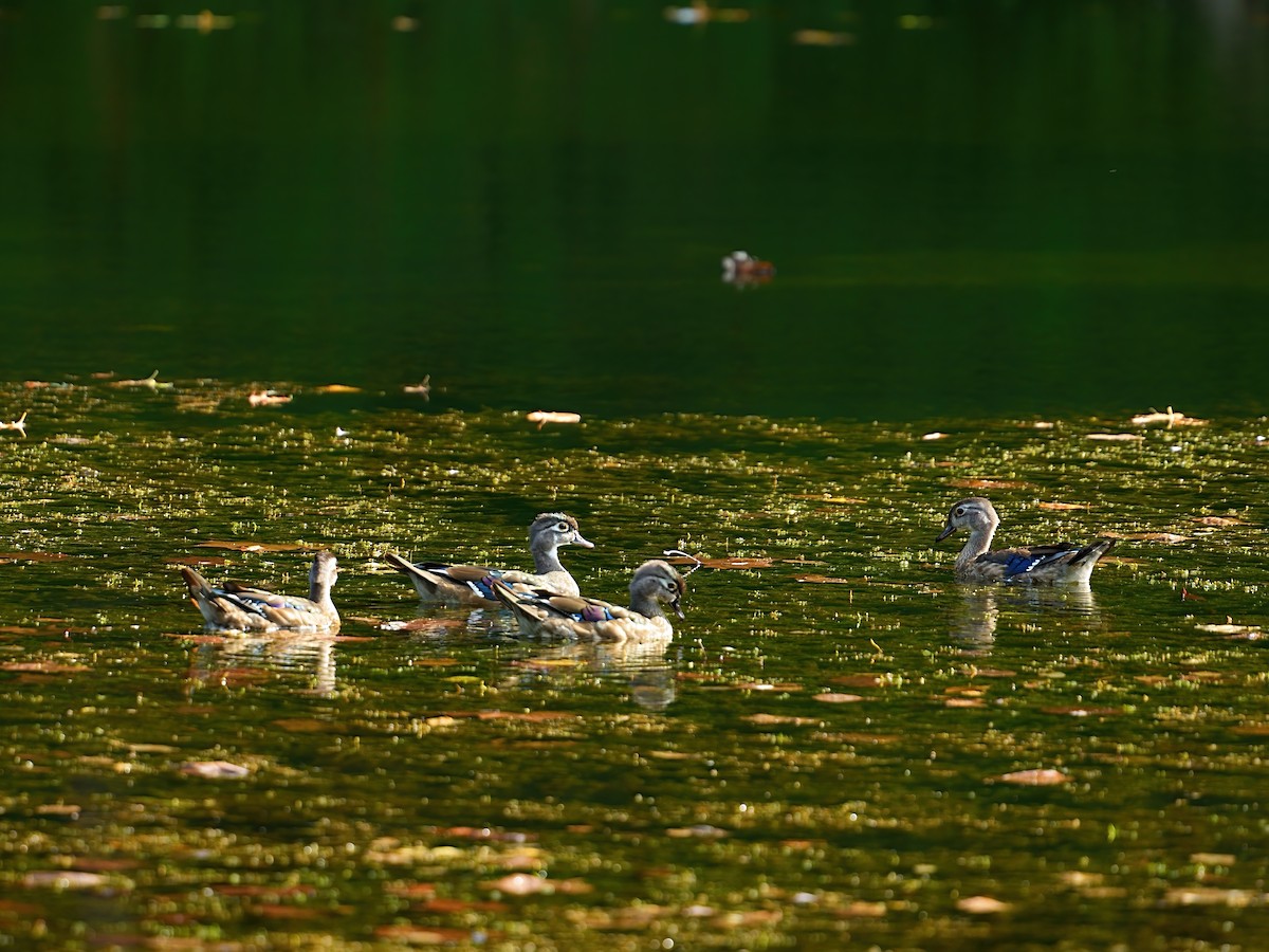 Canard branchu - ML624045108