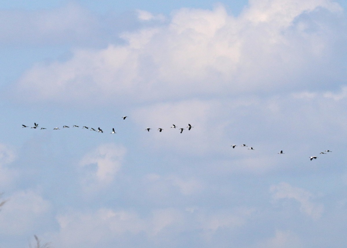 Wood Stork - ML624045111