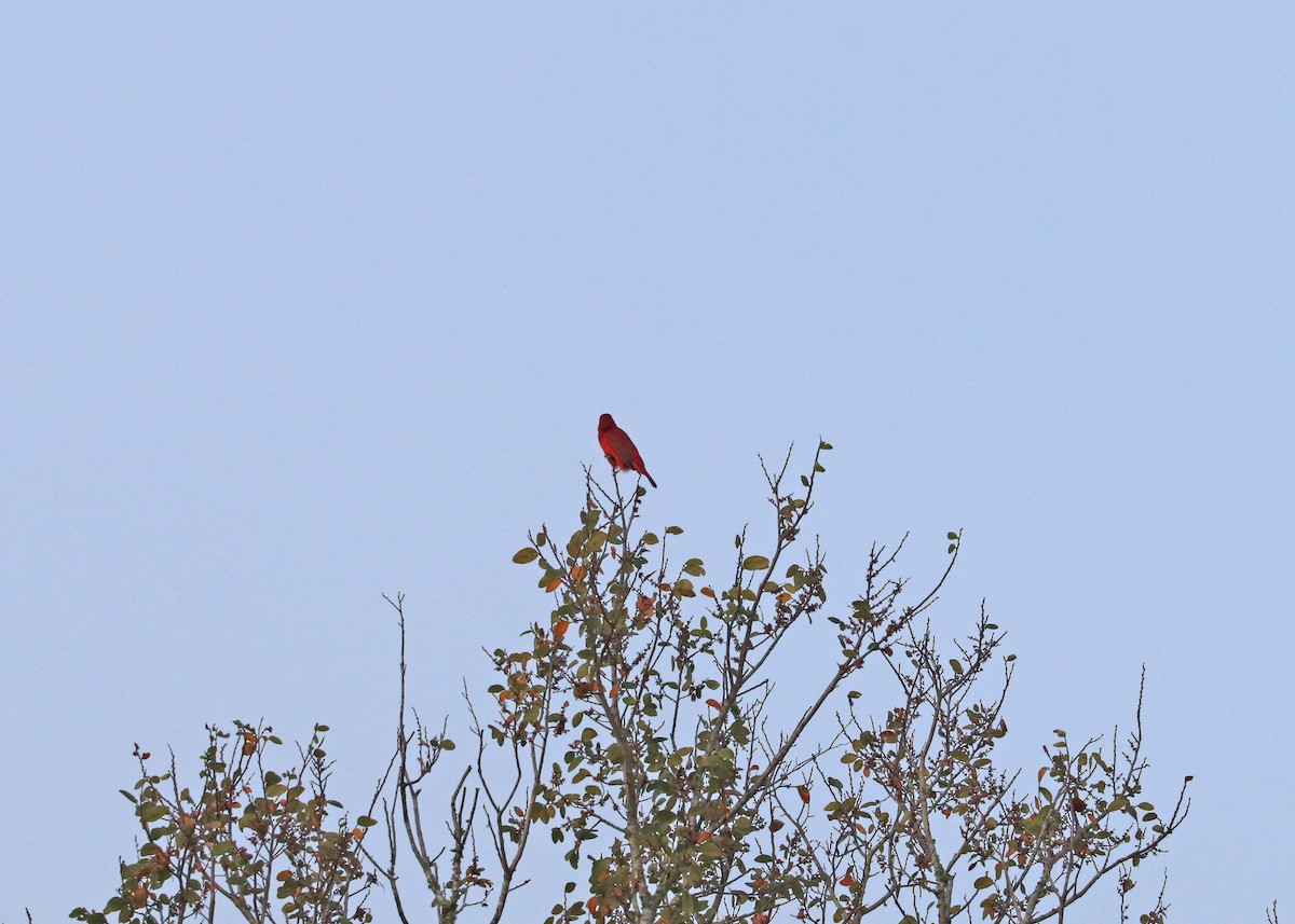 Summer Tanager - ML624045128