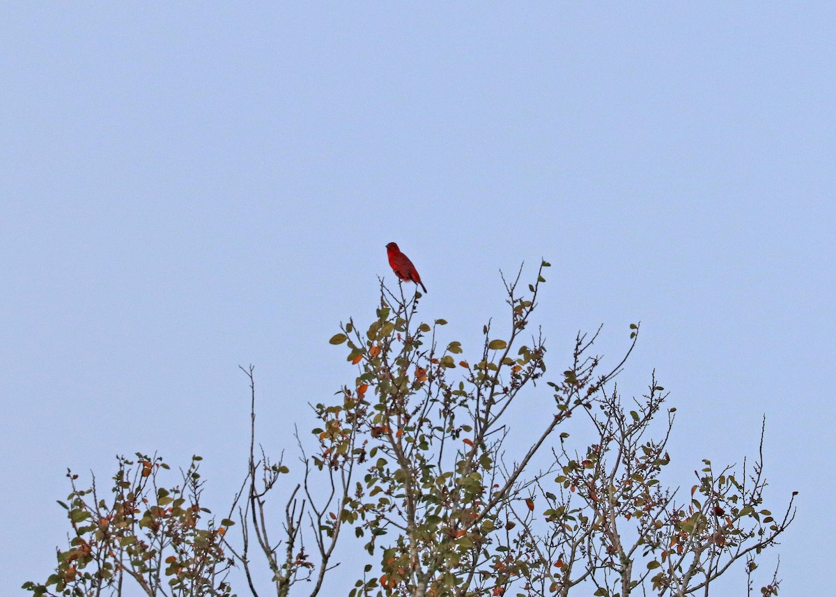 Summer Tanager - ML624045129