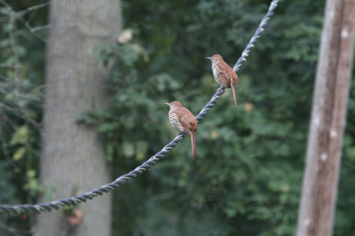 Brown Thrasher - ML624045140