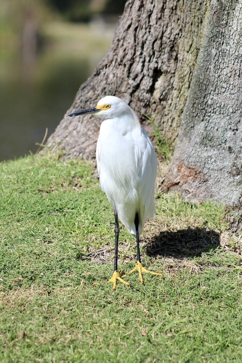 Snowy Egret - ML624045170