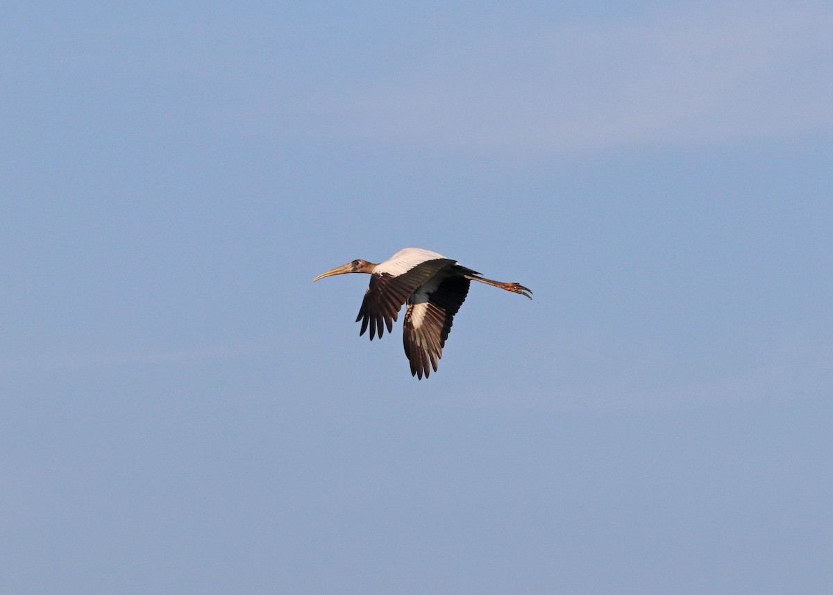 Wood Stork - ML624045187