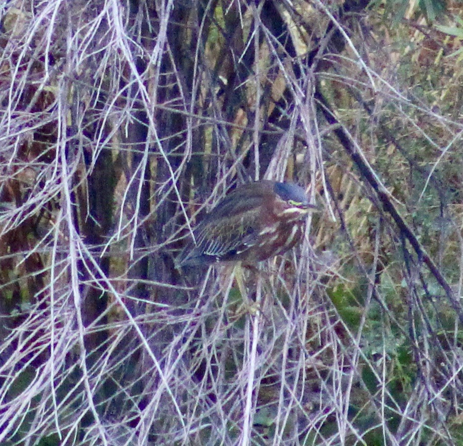 Green Heron - ML624045190