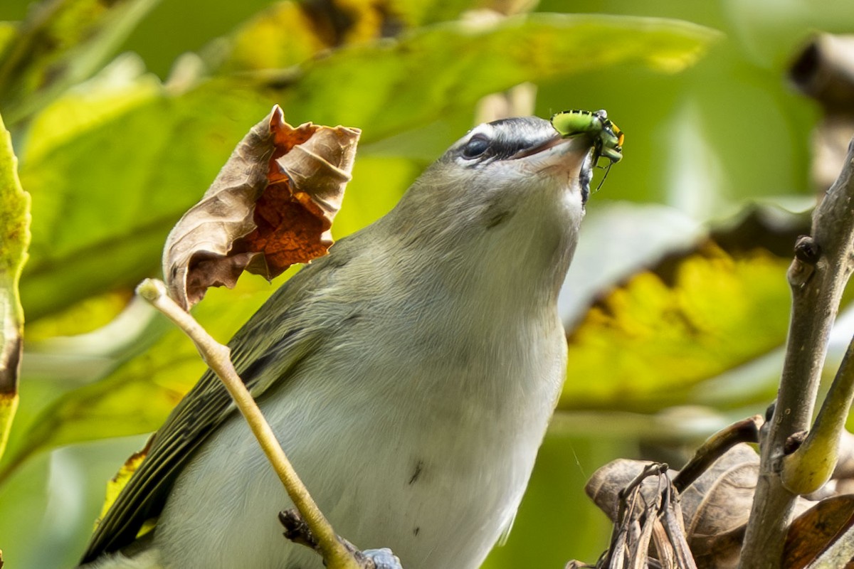 Vireo Ojirrojo - ML624045201