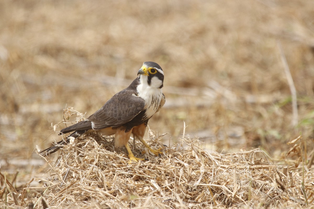 Aplomado Falcon - ML624045207