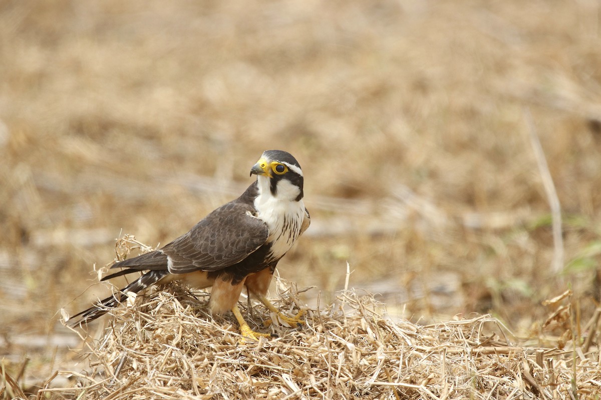 Aplomado Falcon - ML624045211