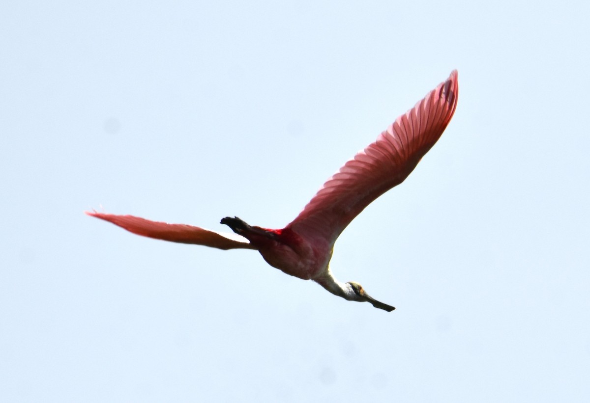 Roseate Spoonbill - Victor Leber